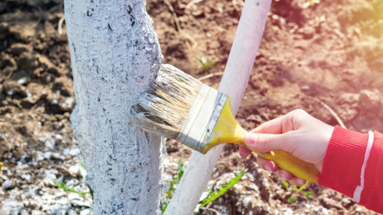 10 садовых мифов, которые убивают растения