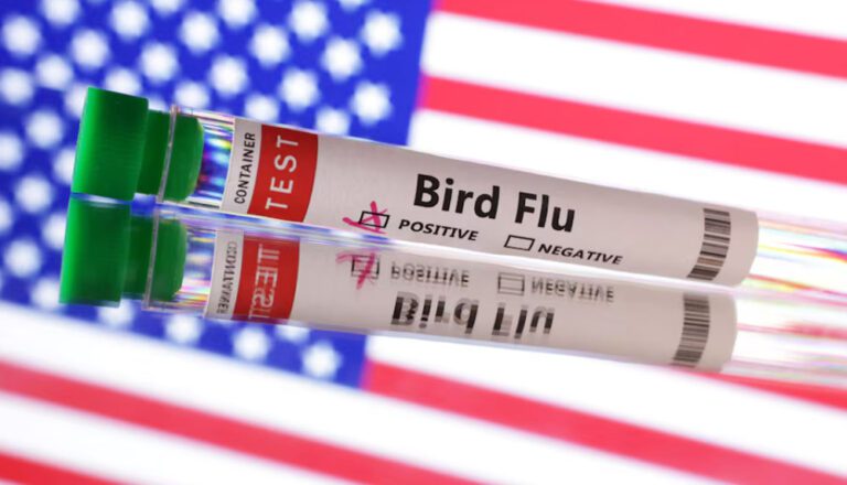 В США впервые обнаружили вирус птичьего гриппа у свиньи