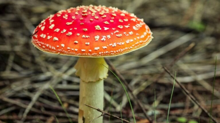 Что значит, если в вашем саду растут грибы?