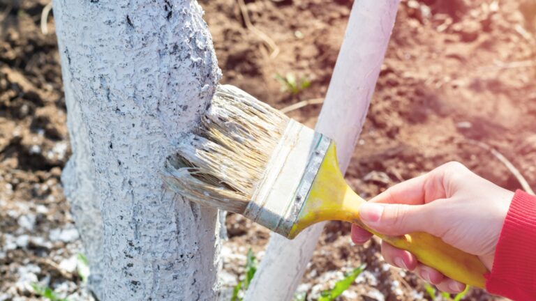 Почему известкование плодовых деревьев обязательно осенью?