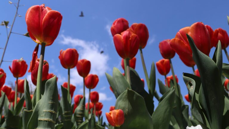 Как правильно посадить тюльпаны осенью, чтобы весной они пышно цвели?