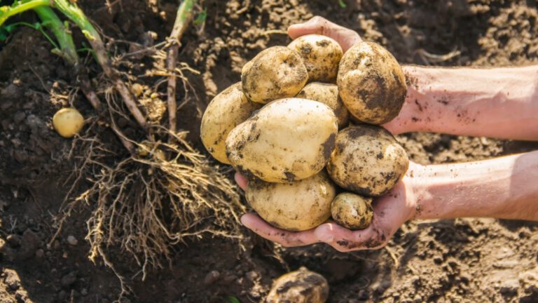 Зачем сеять сидераты на огороде после картофеля?