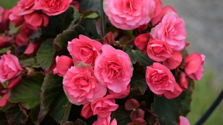 Как правильно подготовить бегонию к зиме