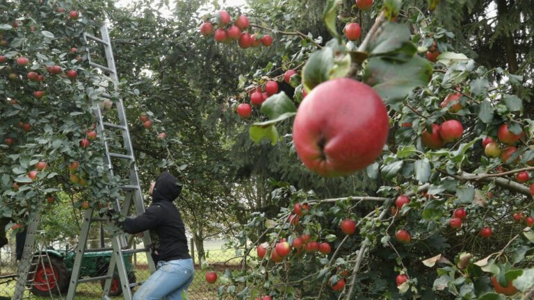 Можно ли обрезать яблоню в ноябре?