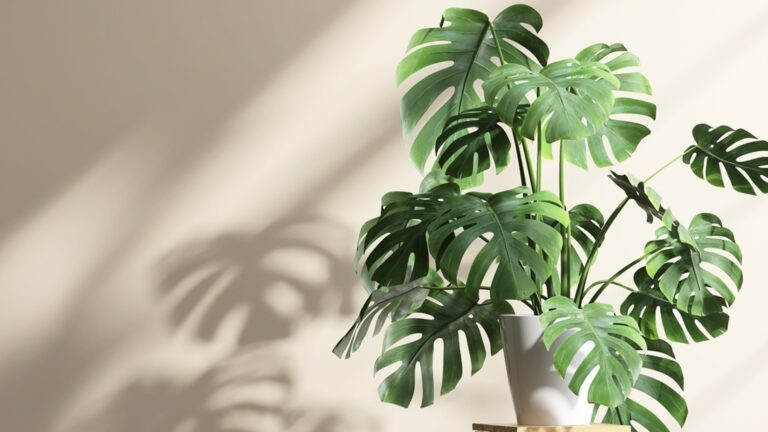 С помощью этого ХИТРОМА монстера вырастет новые листья и будет расти как сумасшедшая.