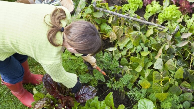 Лунный календарь для садоводов: Что делать в саду с 11 по 17 ноября