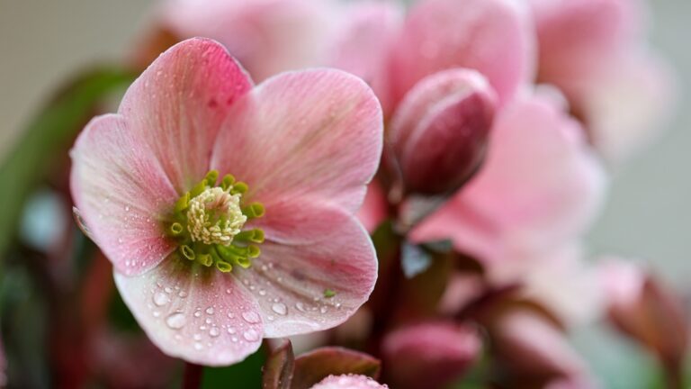 5 цветов, которые любят холод и цветут зимой