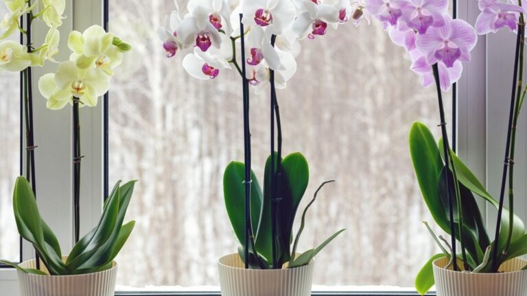 Если вы сделаете это, орхидея будет цвести гораздо дольше.