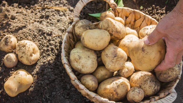 Что сажать за картошкой для сбора более богатого урожая
