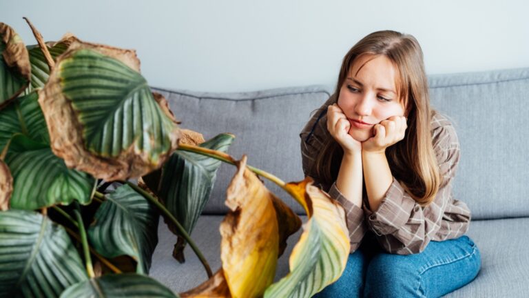 7 комнатные растения, которые не нуждаются в заботе: даже если вы забудете, что они существуют