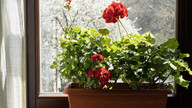 Этот витамин заставит гриб цвететь даже зимой