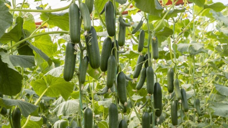 Идеально подходит для саженцев: лучшие сорта огурцов без горечи