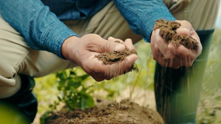 Каждый опытный садовник разбрызгивает почву в саду до начала февраля