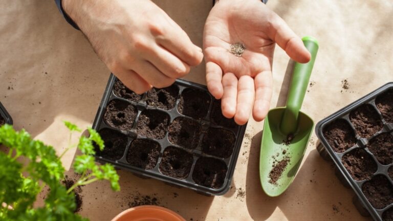 Как выбрать хорошие семена овощей, чтобы у вас был успешный урожай?