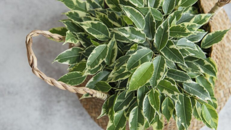 Лучшие удобрения Ficus - это те, которые
