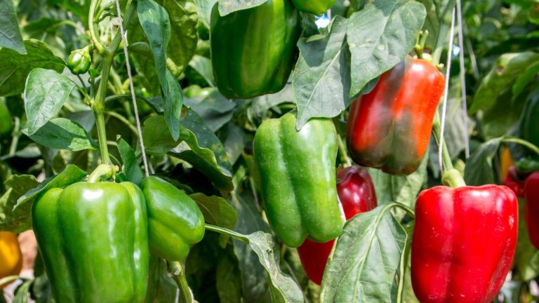 4 разновидности перца для ранней посадки с большим и мясистым перцем