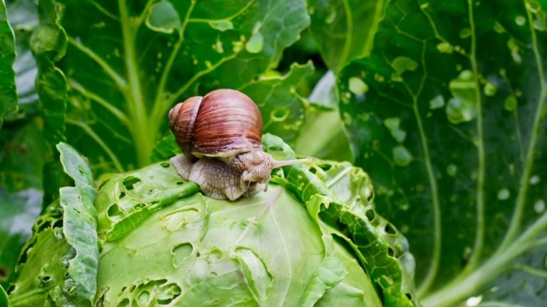 Улитки убегают от этого, как огонь