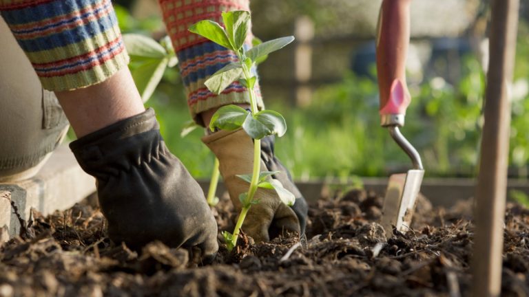 Не сажайте эти 3 растения в феврале