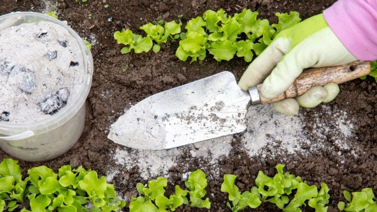 Пока вы неправильно использовали пепел, чтобы оплодотворить сад - вот как он правильно