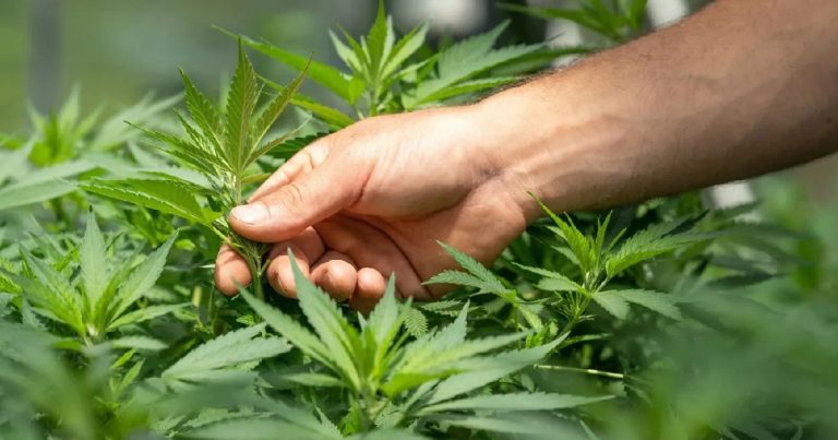 Министерство аграрной политики запустило электронную систему Econopline - как зарегистрировать аграрные