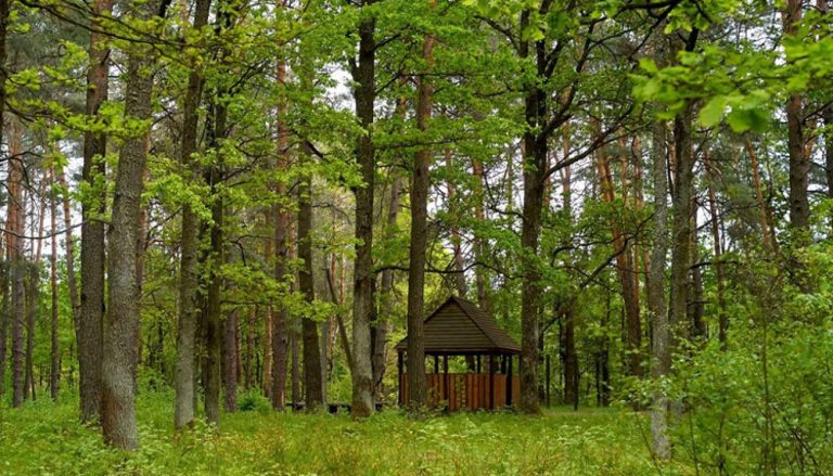 Ученые раскрыли влияние природы на психическое здоровье