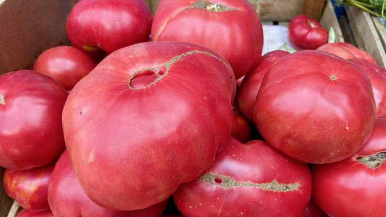 Цена турецких помидоров, если работает закон о регулировании цен на продукты питания