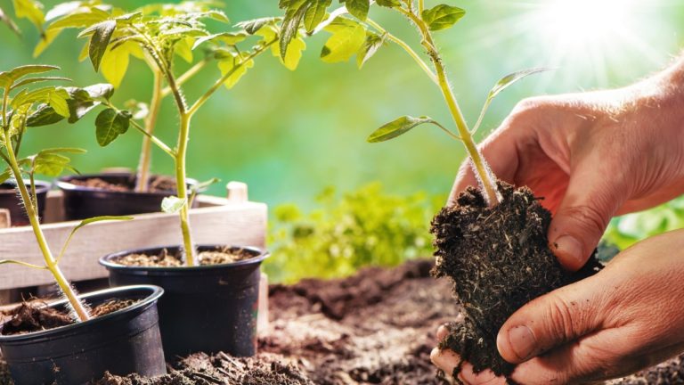 Растущие саженцы помидоров: это ошибки, которые вредны для него