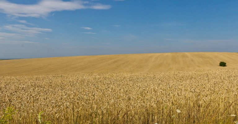 Масла, сыры и кормления животных - в Министерстве экономики названы наиболее перспективные товары для экспорта