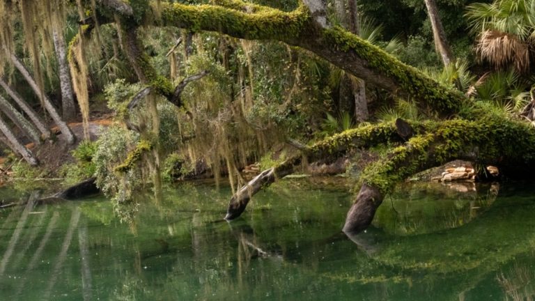 Не только живые важны. Ученые раскрыли преимущество мертвых деревьев