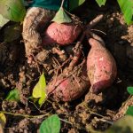 Вот как посадить сладкий картофель в вашем саду, купленном у продуктов
