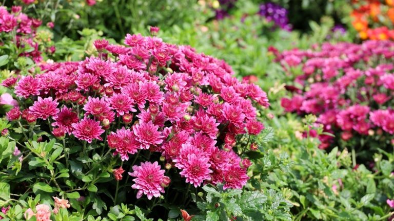 Домашняя смесь хитрых садовников у вас будет цветочный сад до следующей зимы