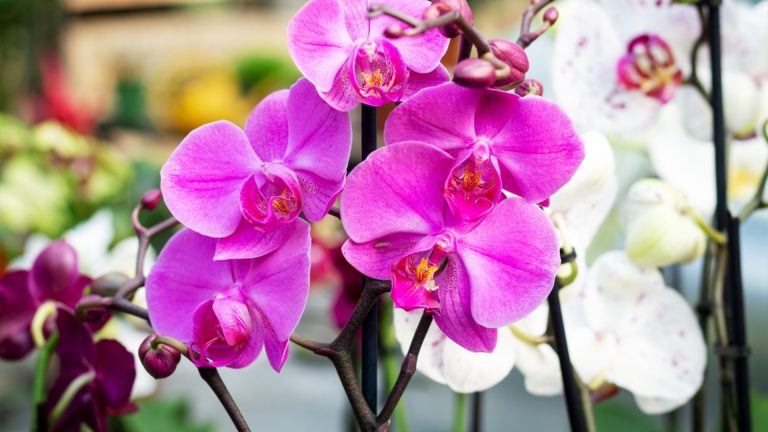 Владелец садового центра: с этой трюком Orchid не перестанет цветение