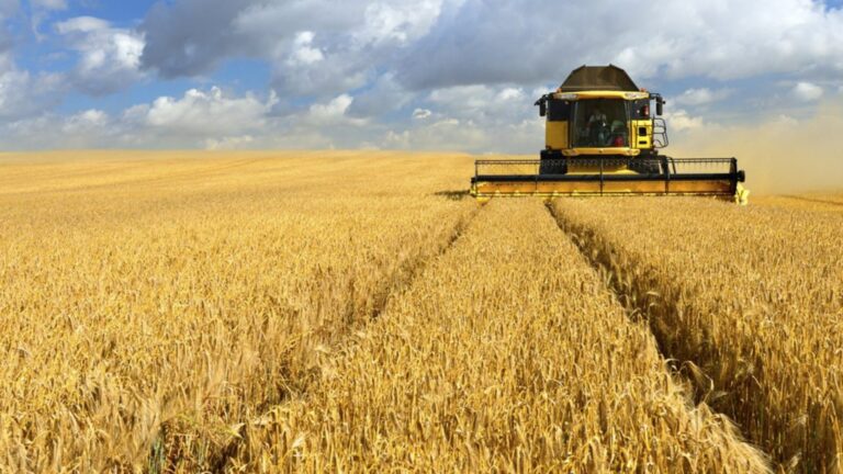 Страна столиона увеличит импорт пшеницы из Болгарии