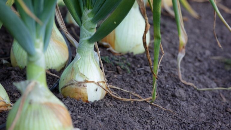 Что поливать лук в мае: проверенные и протестированные сочные перья и большие головы