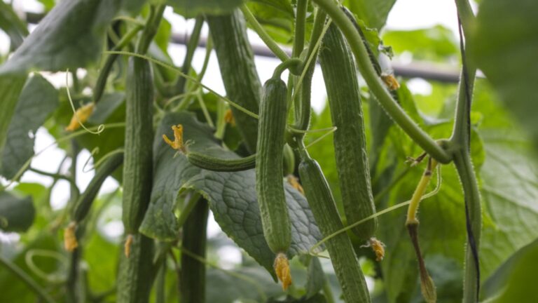 Кривые огурцы выращивают: вы вряд ли предполагаете, что это причина