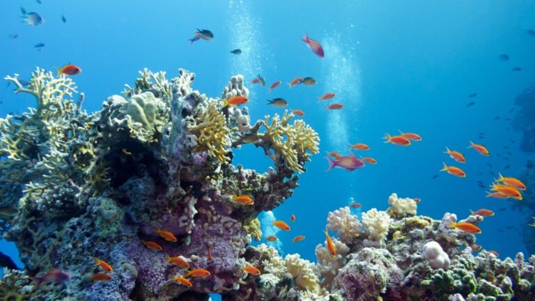 Морской мир находится под угрозой. Ученые тревоги за тревожные изменения в океанах