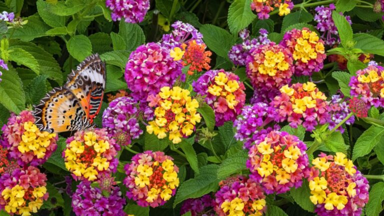 Цветы, которые разрушат ваш урожай: не сажайте их рядом с садовыми кроватями