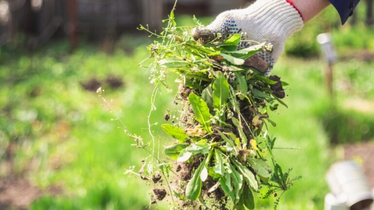 Когда распылять Райграс против сорняков?