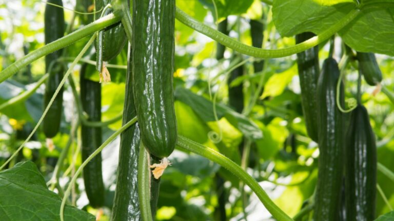 Как уксус помогает быстро выращивать огурцы?