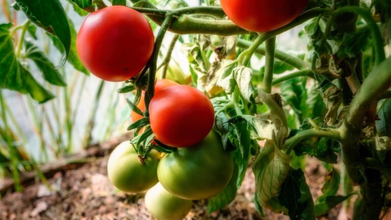 Как справиться с выцветанием на томатах