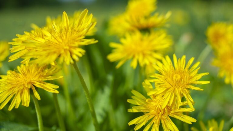 Вино одуванчика: это правильный рецепт