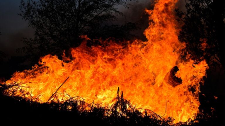 Болгария является одной из наиболее пострадавших стран лесных пожаров в 2024 году.