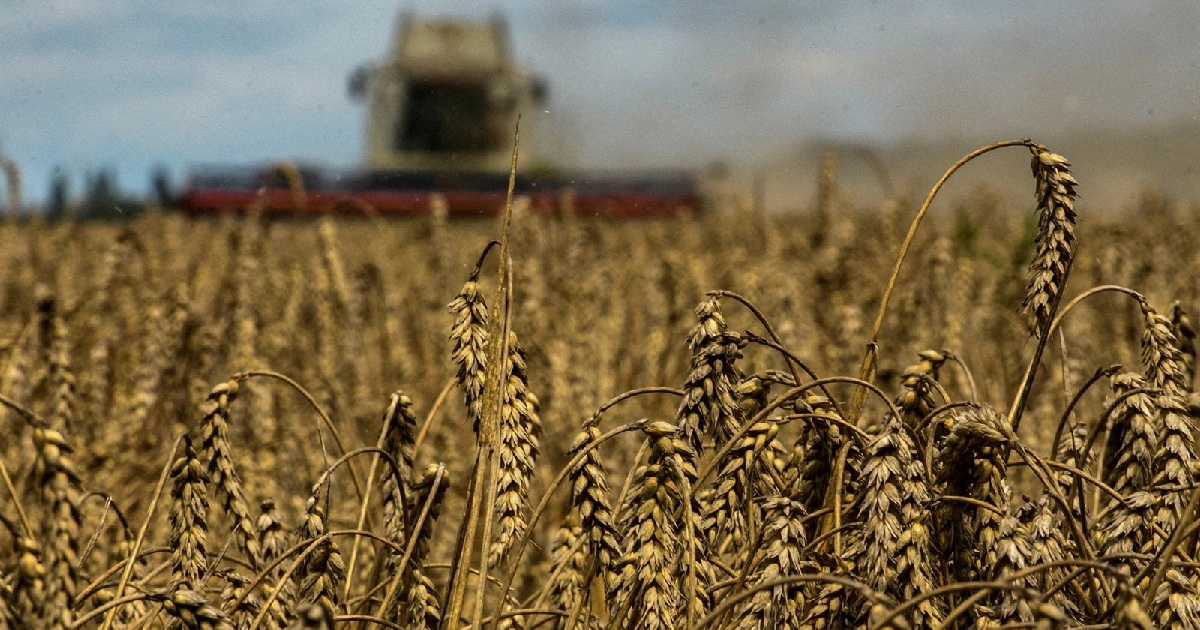 ЕС сократит импорт украинской пшеницы и сахара на 70-80% - были введены новые квоты