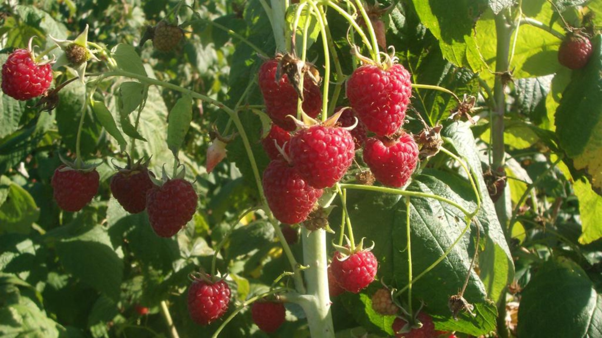 Как приготовить фрукты малинового куста, если он остановился