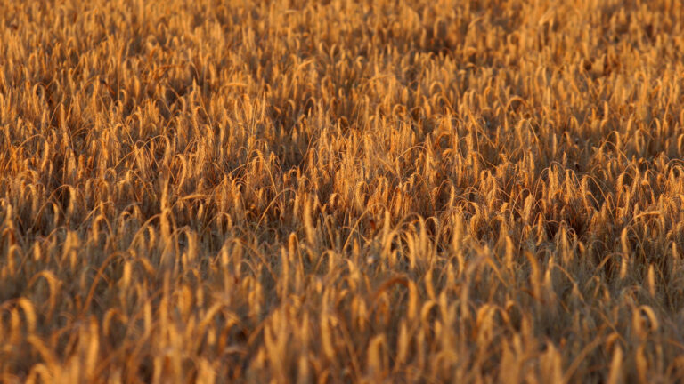 Засуха поразила «русскую пшеницу»: огромную потерю зерна и пшеницы - есть голод?