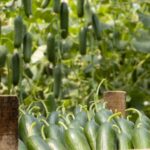 Cettle Fertilizer: как оно используется для оплодотворения огурцов