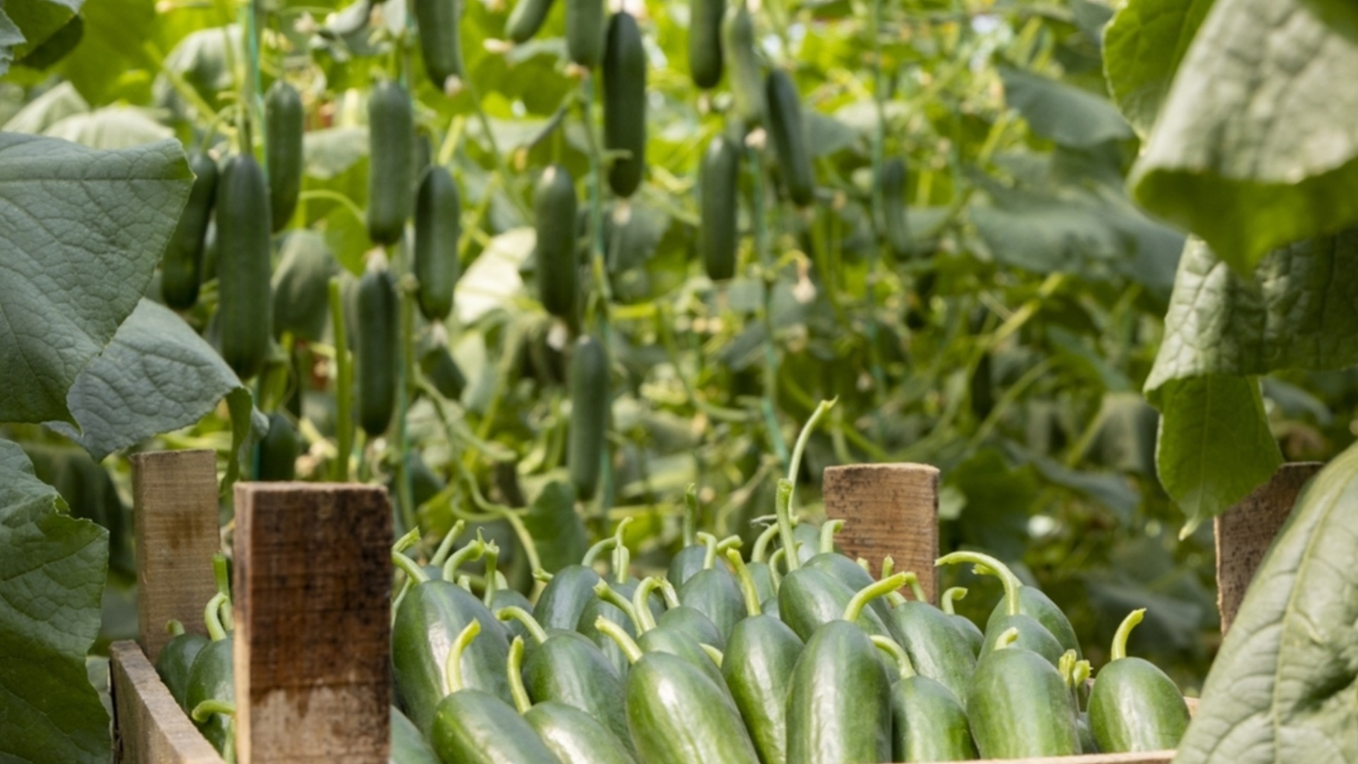 Cettle Fertilizer: как оно используется для оплодотворения огурцов