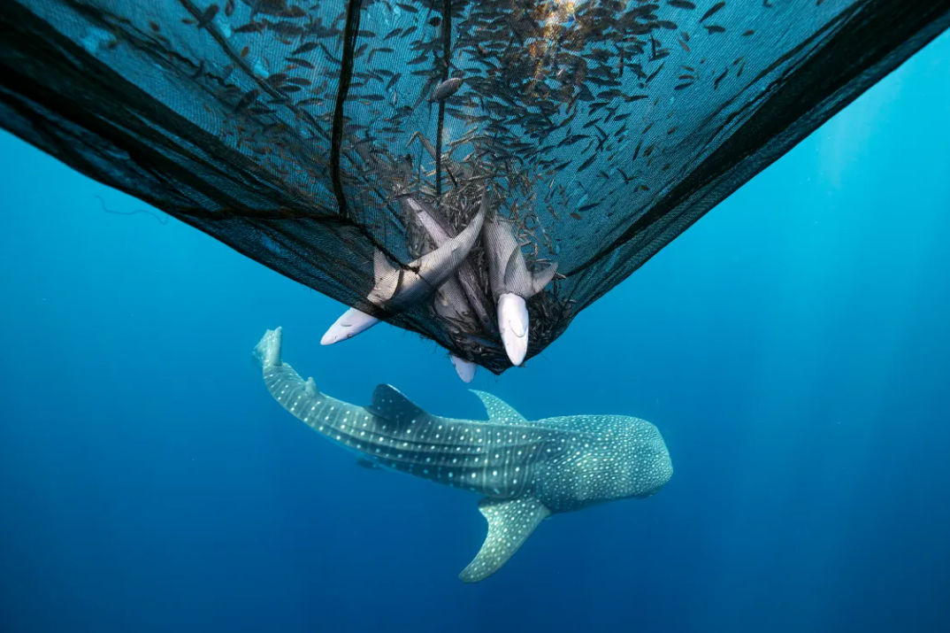 Эффективные изображения из соревнования Photograper Photograper of thece Photographer 2015 года. Я обращаю внимание на хрупкость моря