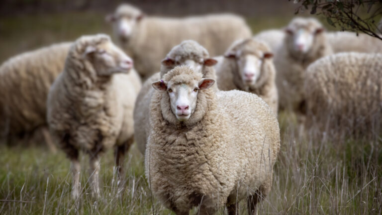 Это очень плохо с рисунком овец и коз и синим языком: карантин и для людей - самая серьезная мера