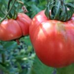 Мана на помидорах: чрезвычайные меры, которые спасут урожай